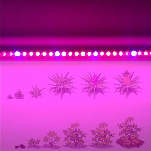 LightingWill 10Pcs 2/3/4 feet LED Tube T8 Grow Light Red/Blue Spectrum (R:B=5:1) Clear Lens for Indoor Plant Veg and Flower Hydroponic Greenhouse Growing Bar Light